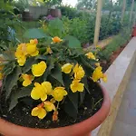 Lucija