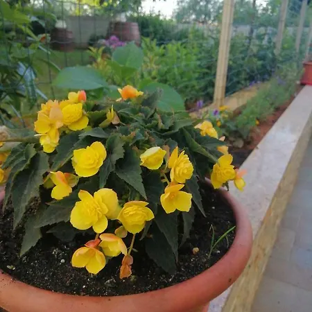 Lucija